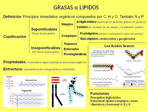 lipidos clasificacion